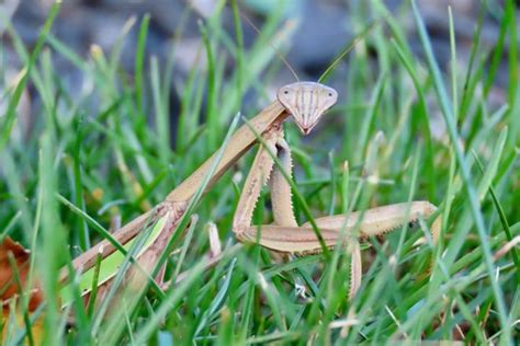 the-praying-mantis-predator-of-the-garden-almanaccom image
