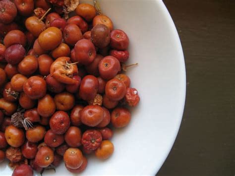 how-to-eat-manzanita-berries-edible-manzanita-hank image