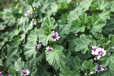 growing-and-caring-for-scented-leaved-geraniums-the image