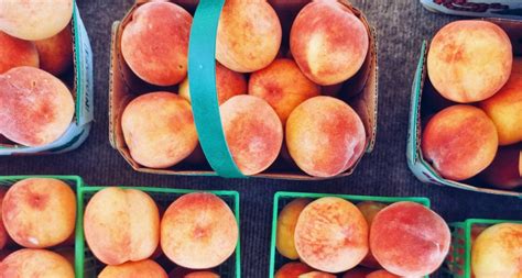 ontarios-best-peach-picking-spots-ontario-culinary image