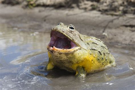 a-guide-to-caring-for-african-bullfrogs-as-pets image
