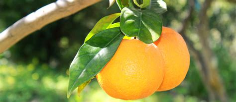 10-most-popular-italian-citrus-fruits-tasteatlas image