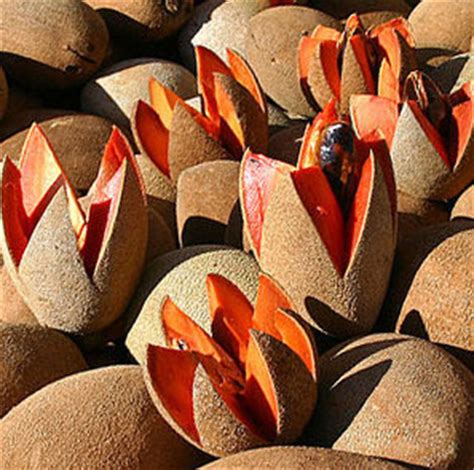 mamey-fruit-mexicos-sweet-winter-treat-mexconnect image