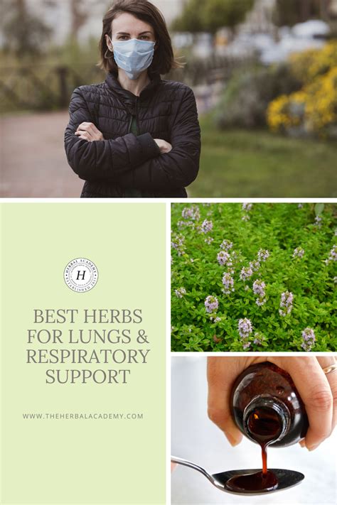 best-herbs-for-lungs-and-respiratory-support-herbal image