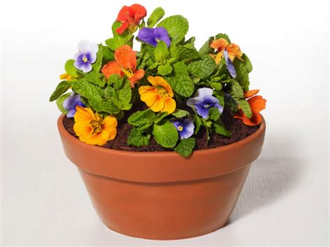 how-to-make-a-flowerpot-cake-recipes-dinners-and image