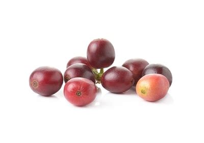 what-is-a-coffee-cherry-the-fruit-that-gives-us-coffee image