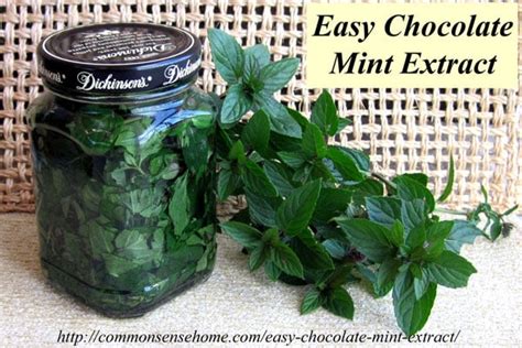 easy-chocolate-mint-extract-recipe-just-three image