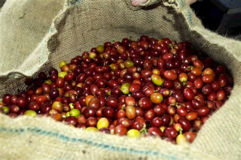 coffee-cherry-superfood-you-havent-heard-of-epicure image