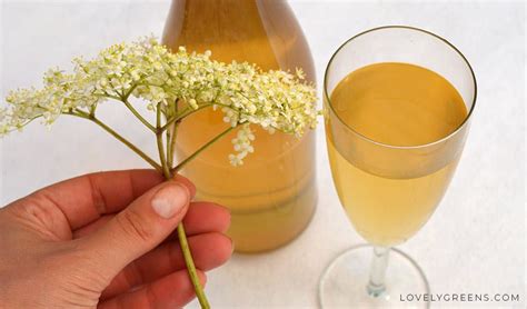 sweet-and-summery-elderflower-champagne image