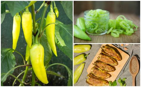 16-banana-pepper-recipes-you-need-to-try-rural image