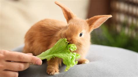 what-do-rabbits-eat-a-list-of-57-foods-rabbits-can-and image