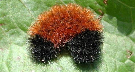 how-did-a-fuzzy-caterpillar-become-a-weather image