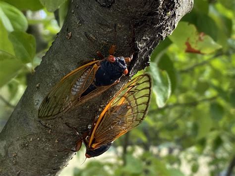 they-are-almost-gone-try-these-cicadas image