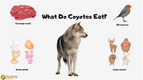 what-do-coyotes-eat-feeding-nature image