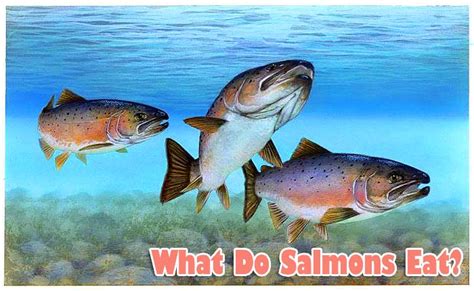 what-do-salmons-eat-salmons-diet-by-types-bio image