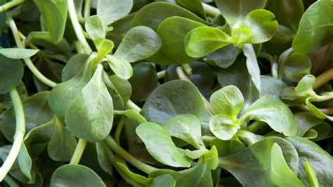 what-to-do-with-purslane-epicurious image