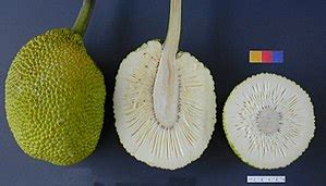 breadfruit-wikipedia image