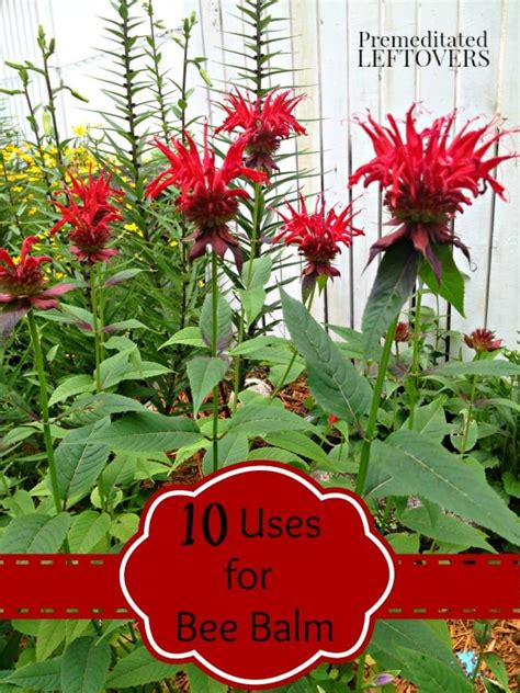 10-ways-to-use-bee-balm-and-bee-balm-bread image