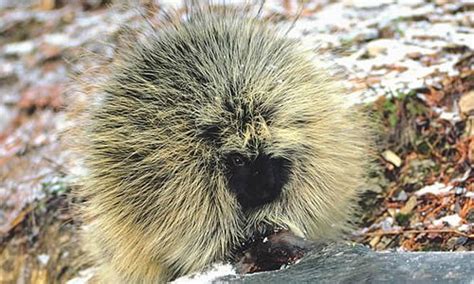 porcupine-facts-diet-habitat-information-animal image