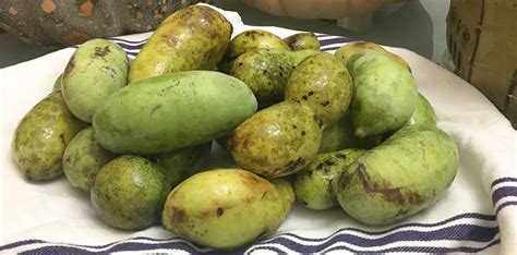 how-to-eat-and-process-pawpaw-fruit-tyrant-farms image