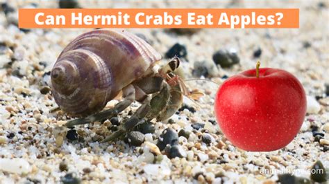 can-hermit-crabs-eat-apples-animal-hype image