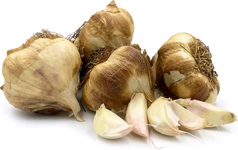 smoked-garlic-information-and-facts-specialty-produce image