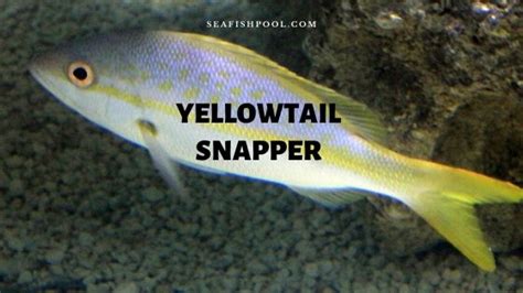 yellowtail-snapper-profile-facts-taste-size-limit image