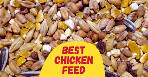 8-best-chicken-feed-in-2022-reviewed-the-poultry-feed image