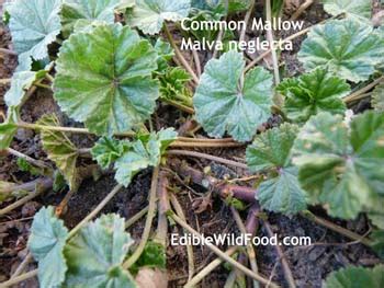 mallow-pictures-flowers-leaves-identification-edible image