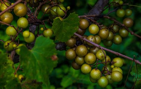 scuppernong-or-muscadine-jelly-recipe-the-spruce image