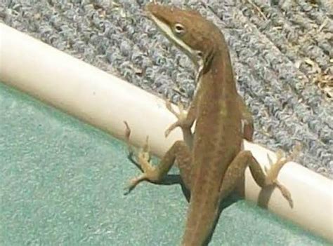 leepin-lizards-bbq-dipping-sauce-or-sweet-heat image