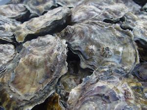 totten-inlet-oyster-oysterater image