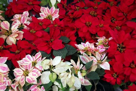 38-different-types-of-poinsettias-home-stratosphere image