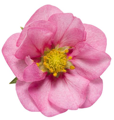berried-treasure-pink-strawberry-fragaria image