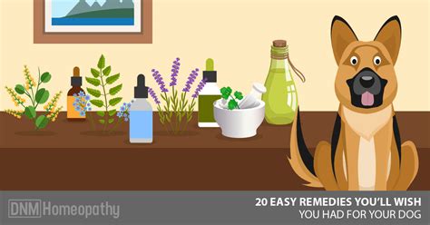 20-natural-remedies-for-dogs-you-didnt-know-about image