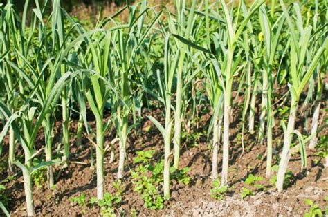 wild-leeks-ramps-facts-how-to-grow-benefits-how-to image