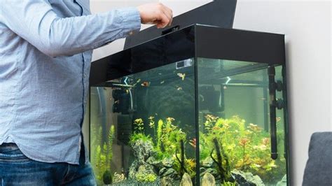 best-fish-food-the-best-diet-for-tank-or-pond-fish image