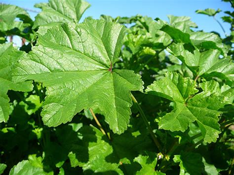mallow-plant-nutrition-foraging-for-wild-malva-leaves image