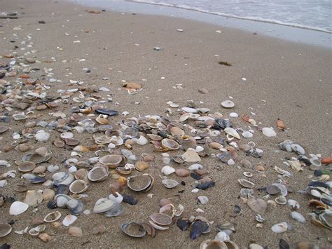 seashell-wikipedia image