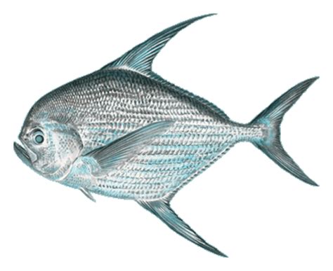 sickle-pomfret-monchong-hawaii-seafoodorg image