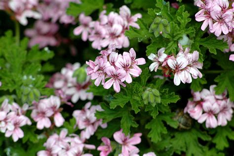scented-geranium-the-herb-with-the-heavenly-fragrance image