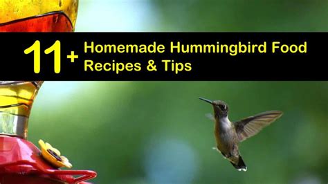 11-diy-hummingbird-food-recipes-tips-bulletin image