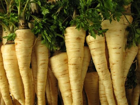 forgotten-foods-5-parsley-root-british-food-a-history image