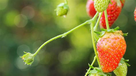 what-is-eating-my-strawberries-5-pests-to-watch-out image