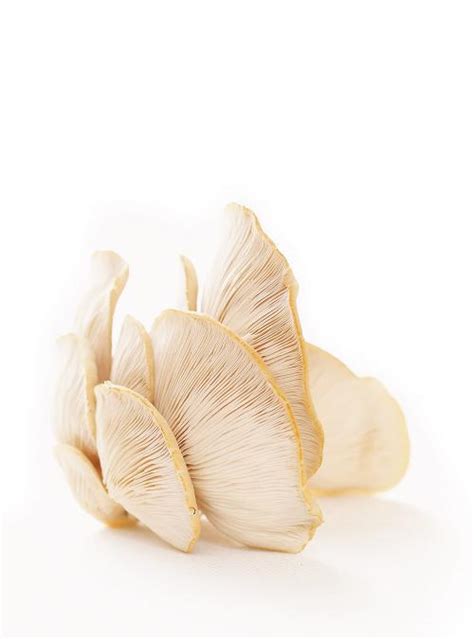 monkfish-in-white-wine-cream-sauce-ricardo image