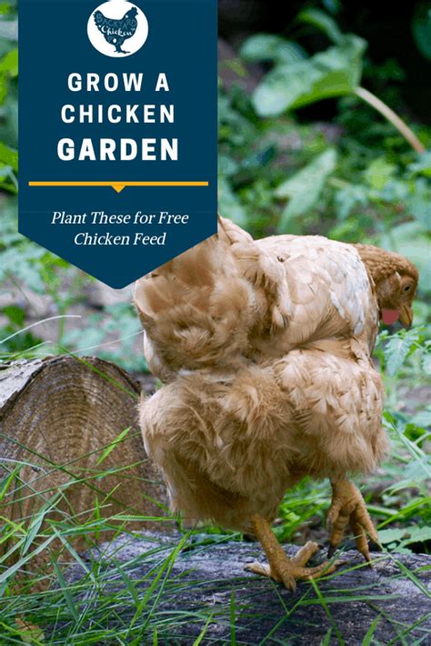 grow-a-chicken-garden-plant-these-for-free-chicken-feed image