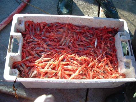maine-seafood-guide-shrimp-maine-sea-grant-university-of image