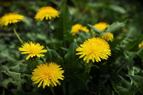 16-edible-weeds-dandelions-purslane-and-more image