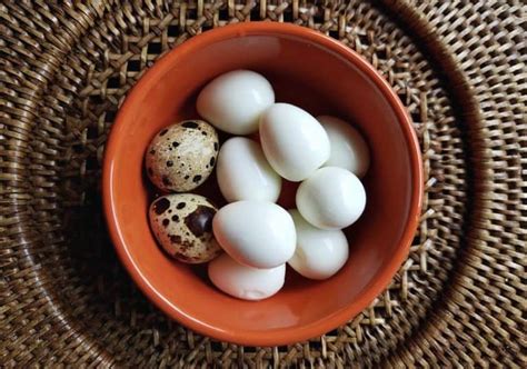 how-to-steam-quail-eggs-a-farm-girl-in-the-making image