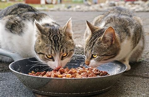 9-homemade-cat-food-recipes-vet-approved-excited image